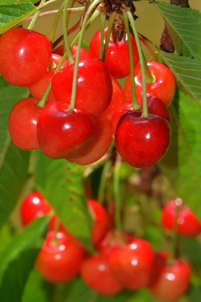 Cerezas Rojas Frescas Fondo Cerca —  Fotos de Stock