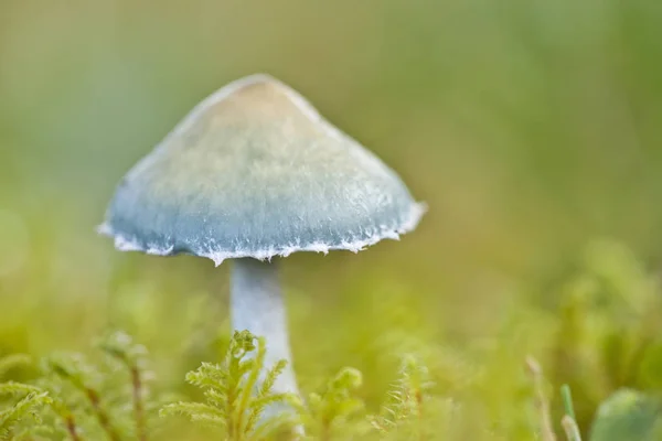 Pilze Pilzflora Und Botanik — Stockfoto