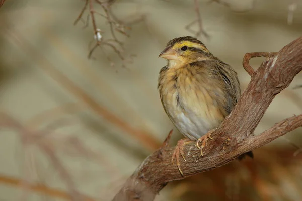 Vue Bel Oiseau Nature — Photo