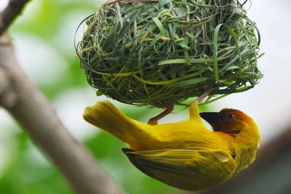 Observação Pássaros Pássaro Bonito Natureza Selvagem — Fotografia de Stock