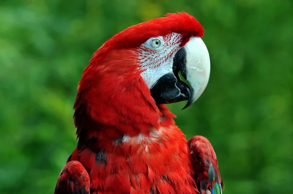 Vista Cerca Hermoso Loro Guacamayo — Foto de Stock