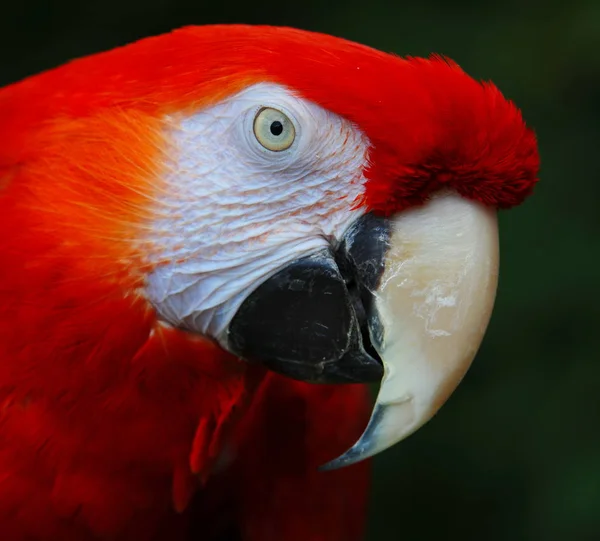 Zbliżenie Widok Pięknej Papugi Macaw — Zdjęcie stockowe