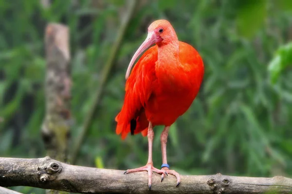 自然景观中美丽的鹦鹉 — 图库照片
