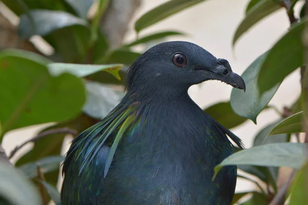 Aussichtsreiche Aussicht Auf Schöne Vögel Der Natur — Stockfoto