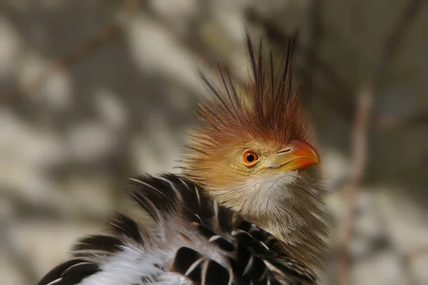 Vue Bel Oiseau Nature — Photo