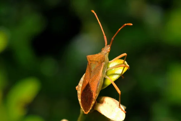 Closeup Bug Wild Nature — Stock Photo, Image