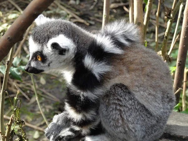 Primer Plano Los Animales Zoológico — Foto de Stock