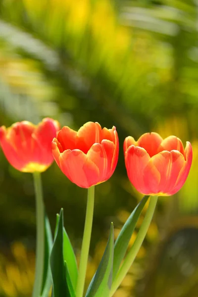 Fleurs Tulipes Flore Printemps — Photo