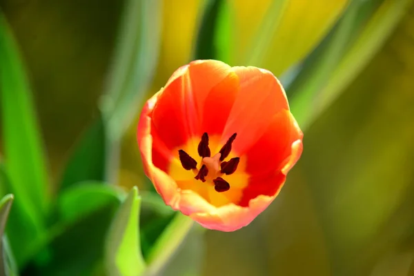 Jaro Krásné Jarní Tulipány Květiny Flóra — Stock fotografie