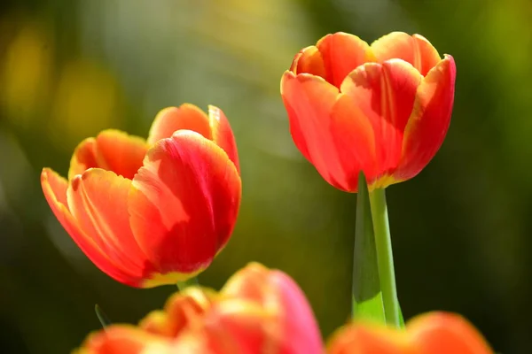 Tulpe Blühende Blumen Der Natur Flora Tulpen — Stockfoto