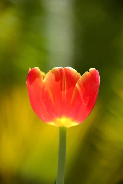 Schöne Aussicht Auf Natürliche Tulpenblumen — Stockfoto