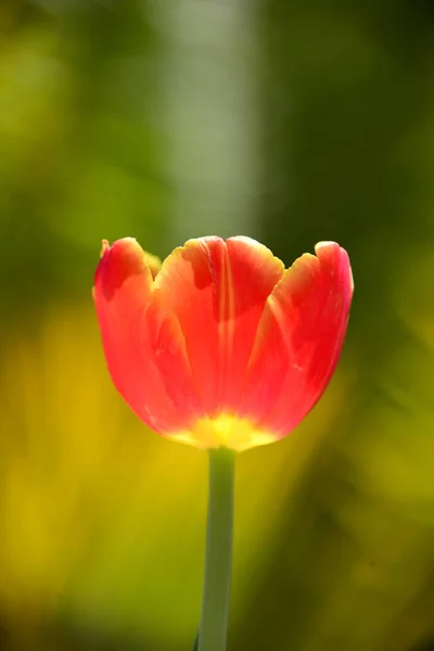 Beautiful View Natural Tulip Flowers — Stock Photo, Image