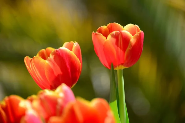 Tulipe Fleurs Fleurs Dans Nature Tulipes Flore — Photo