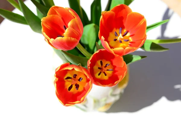 Тюльпани Квіти Флора Навесні — стокове фото