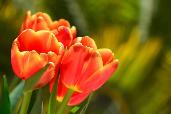 Tulipes Des Prairies Fleurs Des Champs — Photo