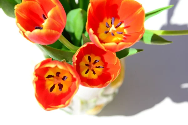 Красиві Весняні Тюльпани Квіти Флора — стокове фото