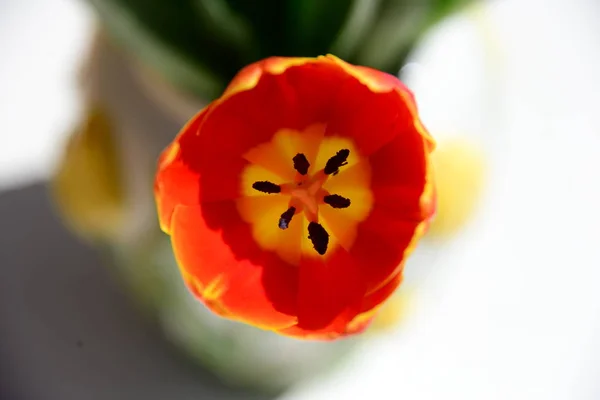 Tulipanes Flores Pétalos Primavera Flora —  Fotos de Stock