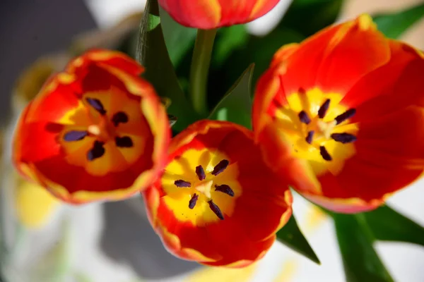 Belles Fleurs Tulipes Printemps Flore — Photo