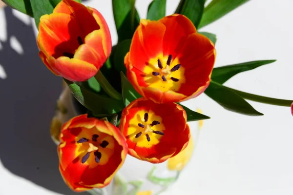 Тюльпан Квітучі Квіти Природі Квіткові Тюльпани — стокове фото