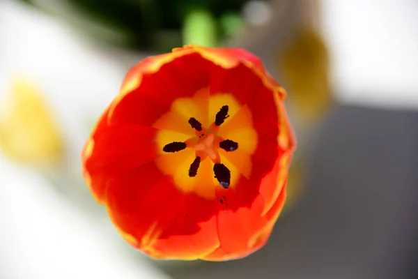 Springtime Beautiful Spring Tulips Flowers Flora — Stock Photo, Image