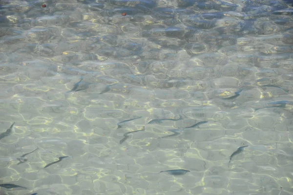 Čerstvé Ryby Jezeře Španělsko — Stock fotografie
