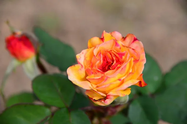 Rosa Floreció Dolor —  Fotos de Stock