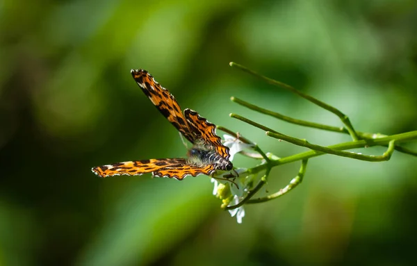 Closeup View Beautiful Colorful Butterfly — Stock Photo, Image