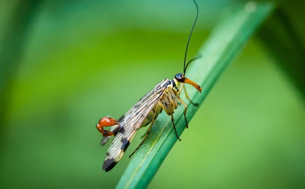 scorpion fly with extended sting