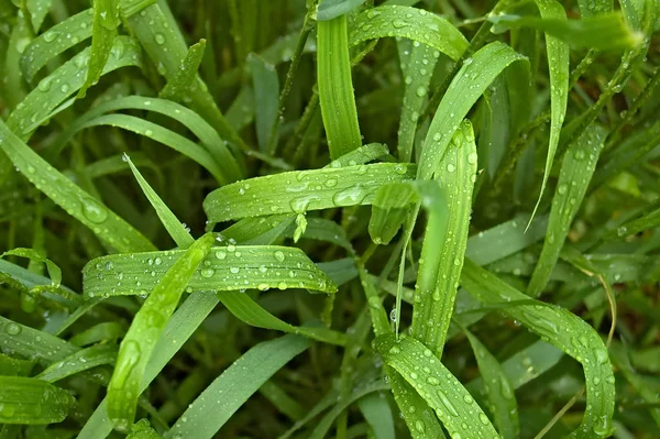 Капли Воды Зеленой Траве — стоковое фото