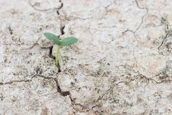 Crecimiento Semillas Grieta Temporada Primavera Del Suelo Que Viene —  Fotos de Stock