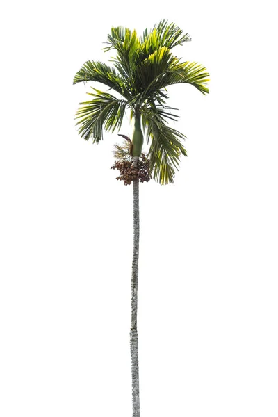 Betel Palmboom Geïsoleerd Wit — Stockfoto