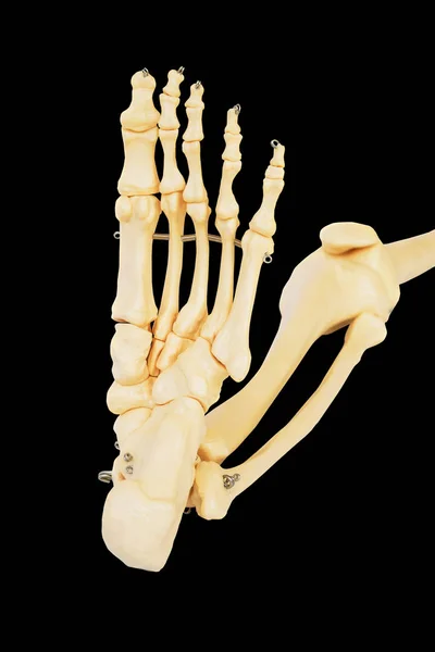 人間の足のモデル すべてのつま先の骨と 足首と膝 — ストック写真