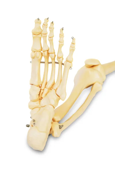 Model Lidské Nohy Všemi Prsty Nohou Kotníkem Kolenem — Stock fotografie