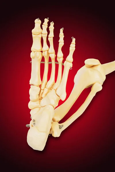 Model Lidské Nohy Všemi Prsty Nohou Kotníkem Kolenem — Stock fotografie