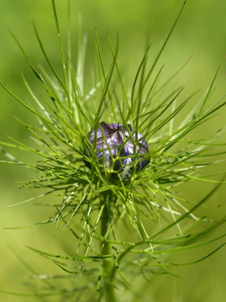 Mooi Botanisch Schot Natuurlijk Behang — Stockfoto
