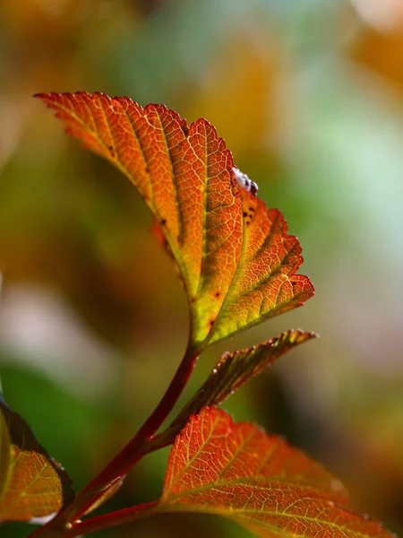 Prachtig Gebladerte Natuur Achtergrond — Stockfoto