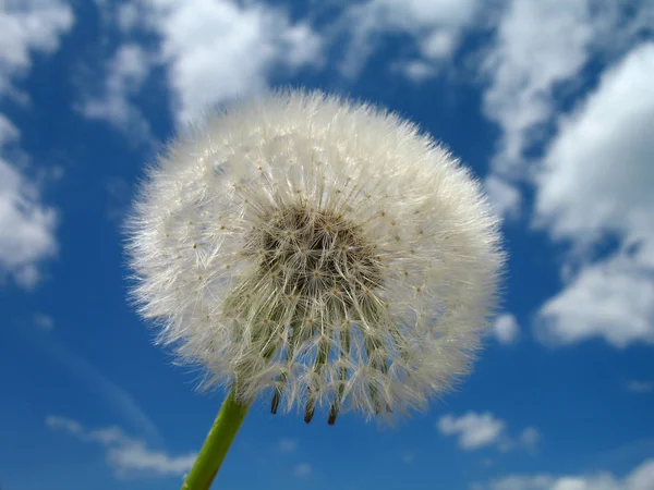 Löwenzahnkopf Mit Den Haarigen Flugschirmen Pusteblume Genannt Großaufnahme Vor Blauem — Stockfoto