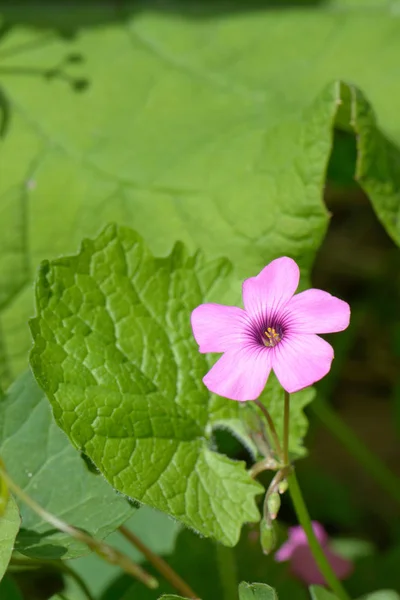 Eine Schöne Lila Wildblume Aus Nächster Nähe — Stockfoto