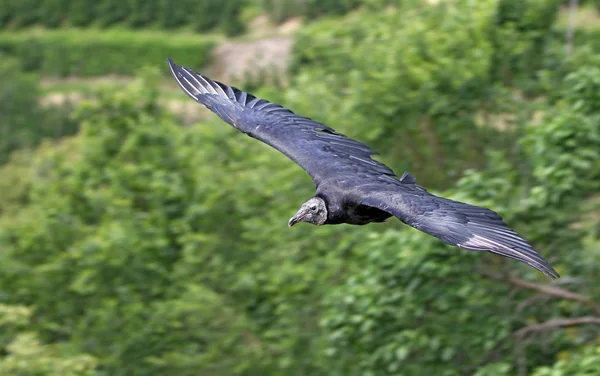 Schilderachtig Uitzicht Prachtige Vogel Natuur — Stockfoto