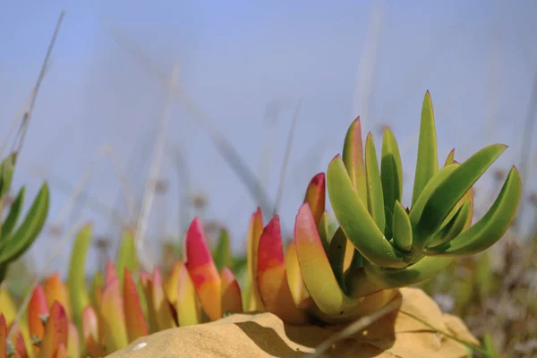 Carpobrotus Edulis Hotentots Atlantic Algarve Portugal Europe — 스톡 사진