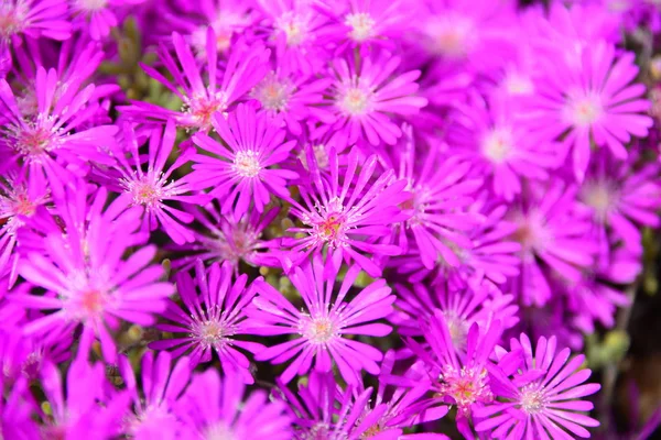 Spring Flower Spain — Stock Photo, Image