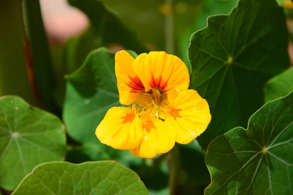 Bellissimi Fiori Sfondo Concetto Floreale — Foto Stock