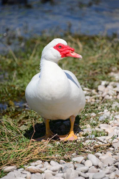 Gänse Gans See Spanien — Stockfoto