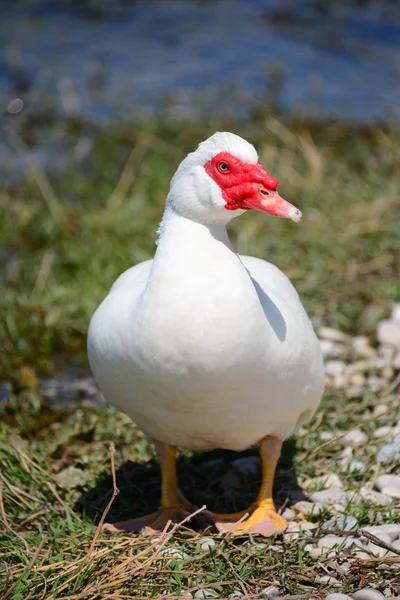 Gänse Gans See Spanien — Stockfoto