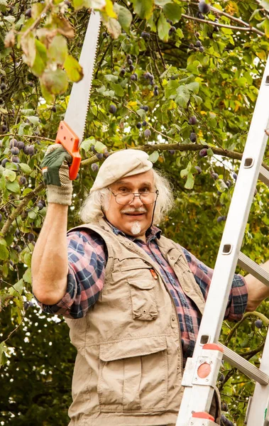 Hombre Una Escalera Verá Las Ramas Árbol Ciruela — Foto de Stock