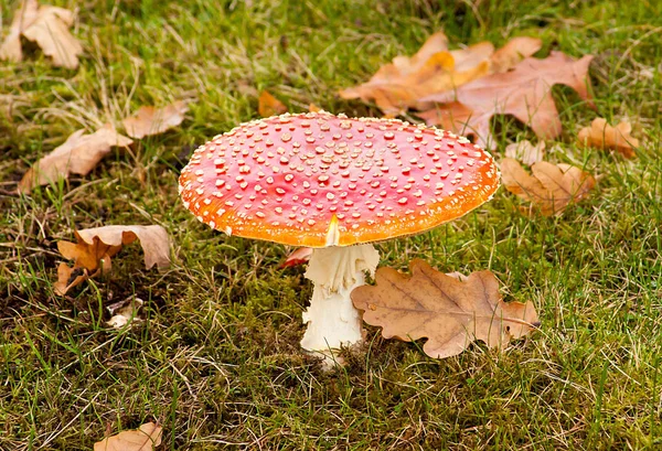 Close View Fly Agaric Forest — Stock Photo, Image