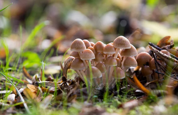 Group Fungi Light — Stock Photo, Image