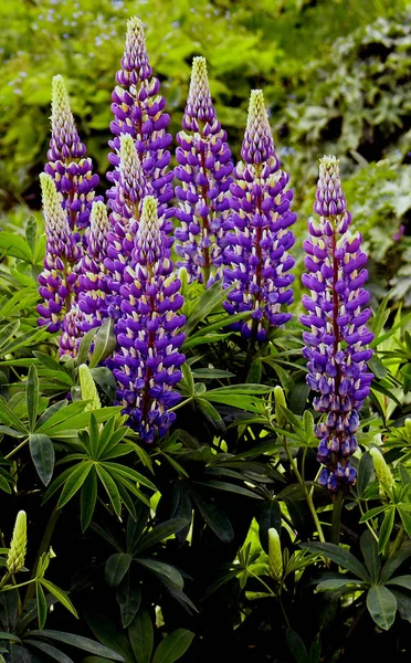 Blooming Lupine Meadow Flora — Stock Photo, Image