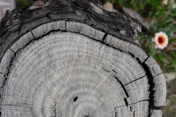 그루터기에다 커다란 나무의 줄기를 그루터기 — 스톡 사진