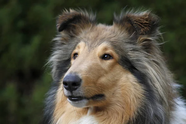 Langharige Collie Hond Huisdier — Stockfoto